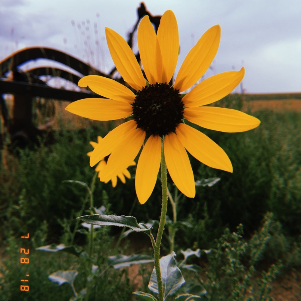 Meet your Posher, Soraya